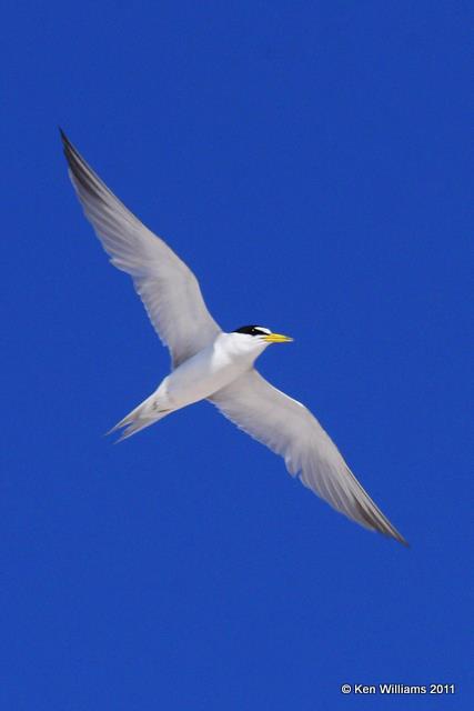 Least Tern - Interior, Salt Plains NWR, Alfalfa Co, OK, 6-29-09 RL 0480.jpg