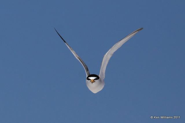 Least Tern - Interior, Salt Plains NWR, Alfalfa Co, OK, 7-1-09, RL 8053.jpg