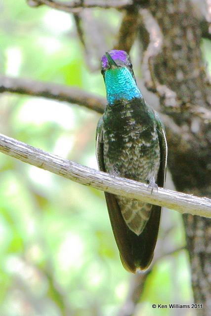 Rivoli's Hummingbird male, Beatty's Sierra Vista, AZ, 8-17-08, RL 6969.jpg