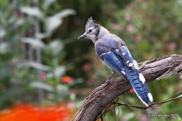 Blue Jay - fledgling, Owasso Backyard, Rogers Co, OK,  8-6-09, RL 1549.jpg