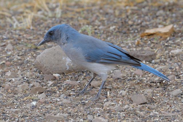 Mexican Jay - Arizona subspecies, George Walker House, Paradise, AZ, 8-18-09, RL 1133.jpg