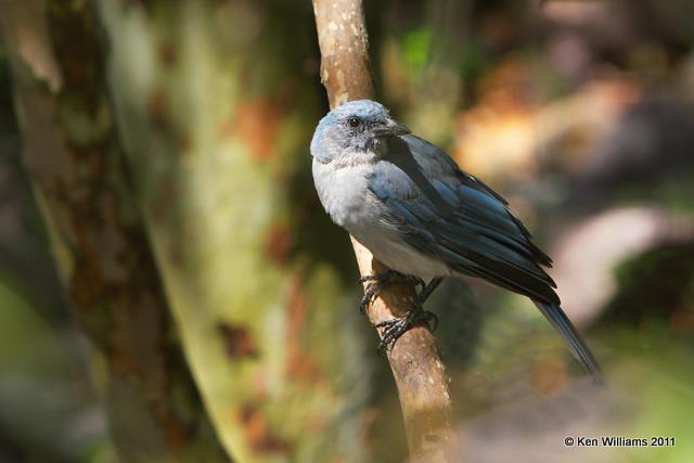 Mexican Jay - Arizona subspecies, Madera Canyon, AZ, 8-13-09, RL 2723.jpg