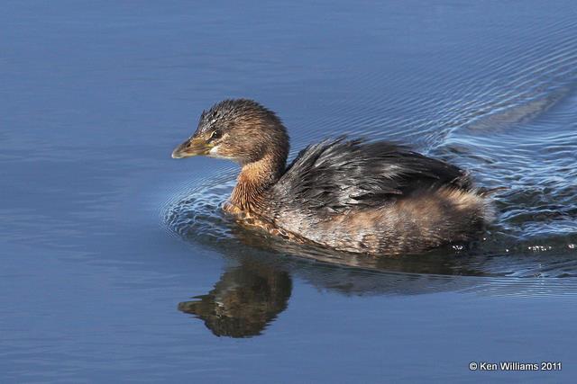 Pied-billed Grebe - nonbreeding plumage, Sooner Lake, OK, 12-1-10, Ja 1613.jpg