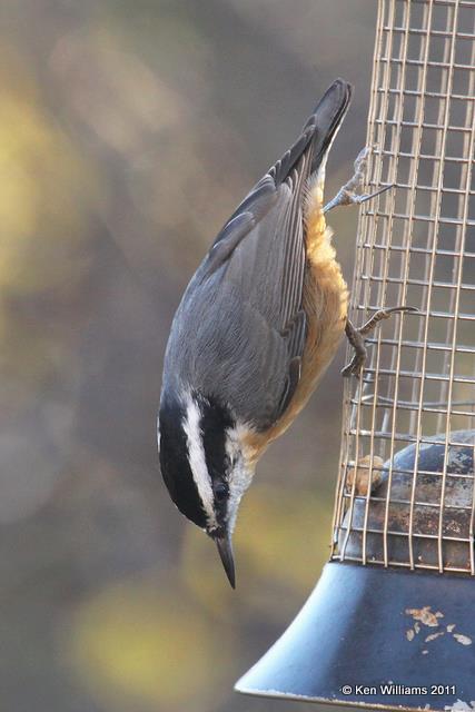 Red-breasted Nuthatch, Owasso yard, Rogers Co, OK, 11-30-10, Ja 1570.jpg