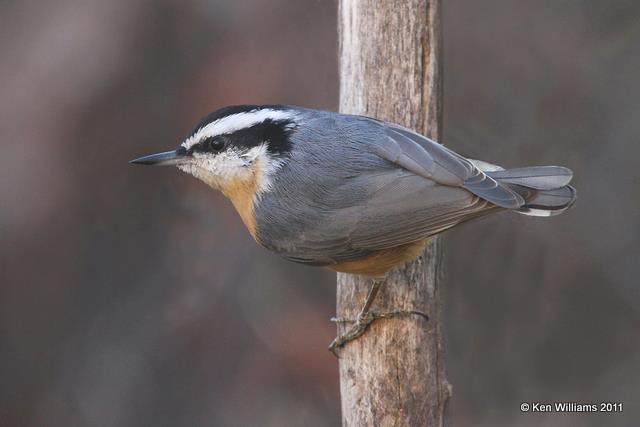 Red-breasted Nuthatch, Owasso yard, Rogers Co, OK, 11-30-10, Ja 1573.jpg