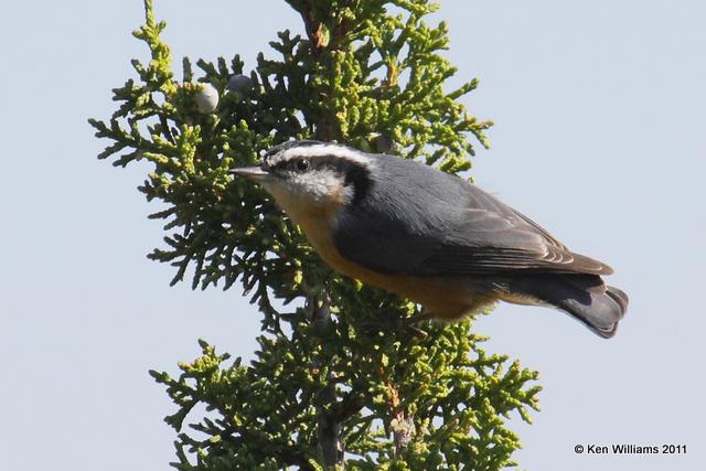 Red-breasted Nuthatch, Camp Belly Joe, Black Mesa, Cimarron Co, OK, 8-29-09, RL 4323.jpg