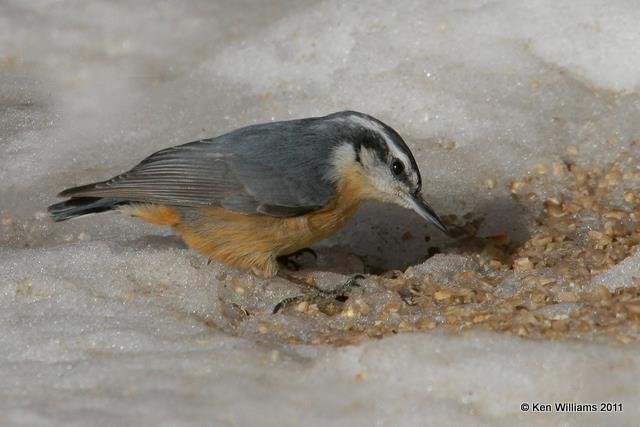 Red-breasted Nuthatch, Sandia Peak, NM, 12-6-08, RL 0883.jpg