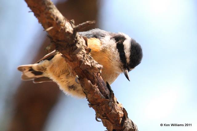 Red-breasted Nuthatch, Sequoyah SP, OK, 3-20-11, Ja 5724.jpg