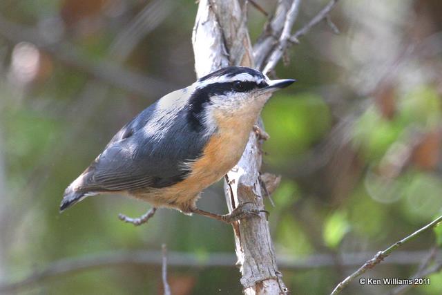 Red-breasted Nuthatch, Sequoyah SP, OK, 3-20-11, Ja 5776.jpg