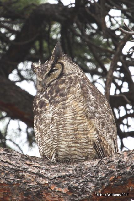 Great Horned Owl, Rocky Mt NP, CO, 6-3-10, JL 7873.jpg