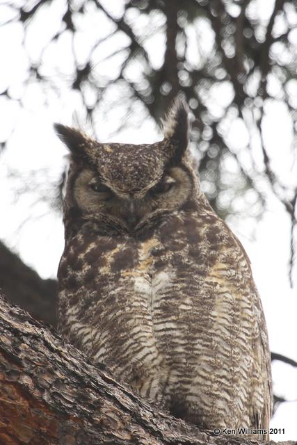 Great Horned Owl, Rocky Mt NP, CO, 6-3-10, JL 7896.jpg