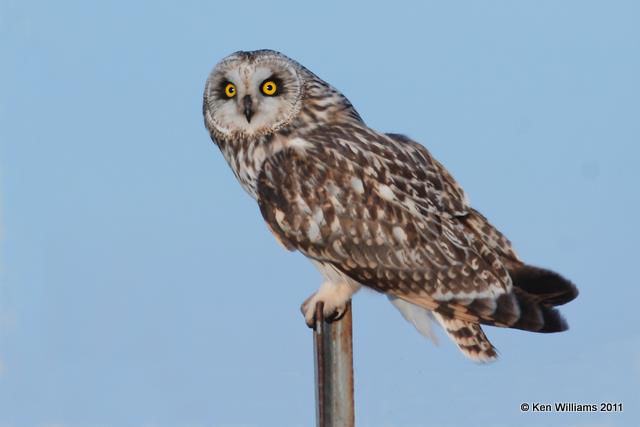 :Short-eared Owl: