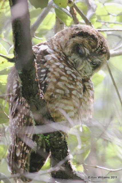 Spotted Owl, Beatty's Sierra Vista, AZ, 8-14-08, RL 6243.jpg