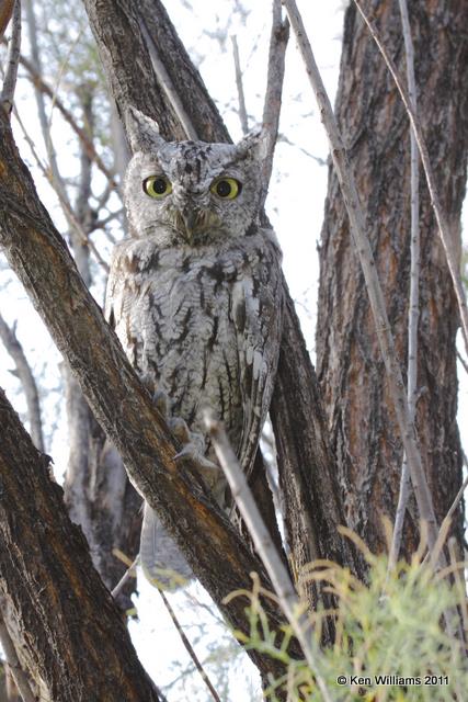 Western Screech Owl, Black Mesa B&B, Cimarron Co, OK, 8-29-09, RL 4317.jpg