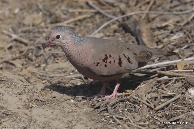 Common Ground Dove, Falcon Lake State Park, TX, 3-2-09 RL 7785.jpg