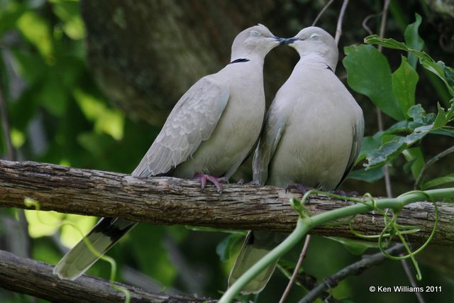 Eurasian Collared Dove, Boy Scout Woods, High Island, TX, 4-25-08 JL 6944.jpg