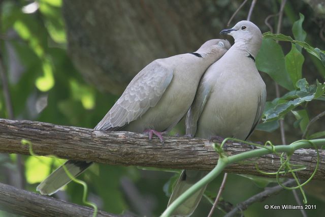 Eurasian Collared Dove, Boy Scout Woods, High Island, TX, 4-25-08 JL 6945.jpg
