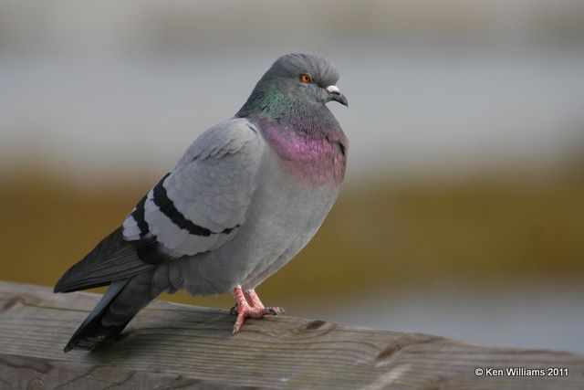 Rock Pigeon, Bolsa Chica Reserve, CA, 12-12-08, RL 2650.jpg
