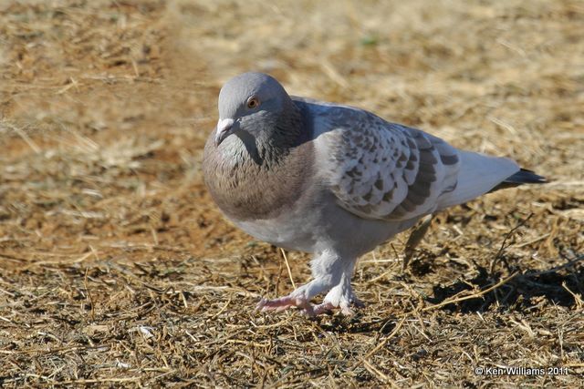 Rock Pigeon, Lake Hefner, Oklahoma, OK, 12-30-08, RL 3882.jpg