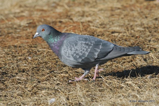 Rock Pigeon, Lake Hefner, Oklahoma, OK, 12-30-08, RL 3883.jpg