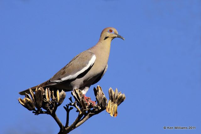 White-winged Dove, Ash Canyon B&B, Herford, AZ, 8-16-09 RL 3983.jpg