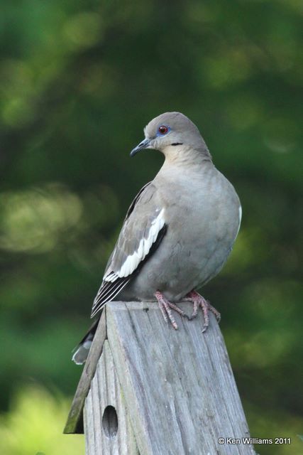 White-winged Dove, Owasso Backyard, OK, 5-7-10, JL 4486.jpg