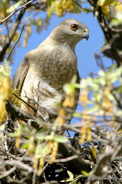 Cooper Hawk - on nest, N. Nogalas, Santa Cruz Co, AZ, 4-26-07 RL 1590.jpg