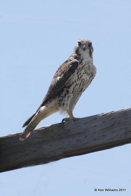 Prairie Falcon, West of Boise City, OK, 9-1-10, JL 8341.jpg