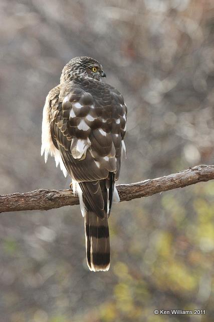 Sharp-shinned Hawk, Owasso Yard, Rogers Co, OK, 12-23-10, Ja 2998.jpg