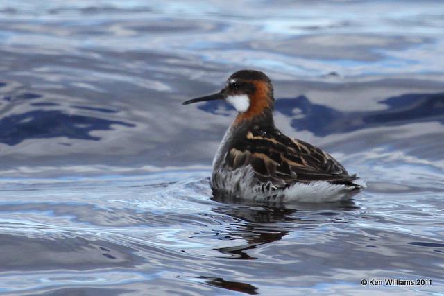 Red-necked Phalarope - Breeding female, N. Riverton, WY, 6-5-10, JL 8176.jpg