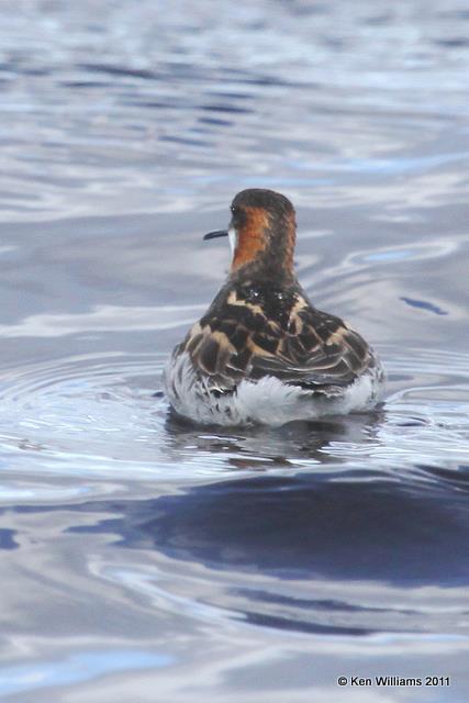 Red-necked Phalarope - Breeding female, N. Riverton, WY, 6-5-10, JL 8177.jpg