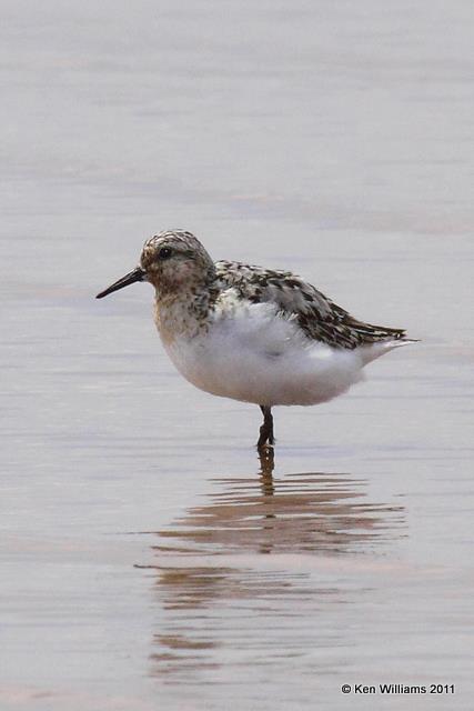 Sanderling juvenile, Salt Plains NWR, Alfalfa Co, OK, 7-28-09, RL 1092.jpg