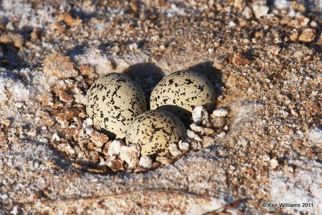 Snowy Plover - nest, Salt Plains NWR, Alfalfa Co, OK, 6-29-09 RL 0359.jpg