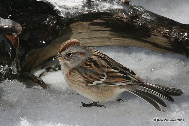 American Tree Sparrow, Backyard, Rogers Co, OK 1-15-07 JL 3389.jpg
