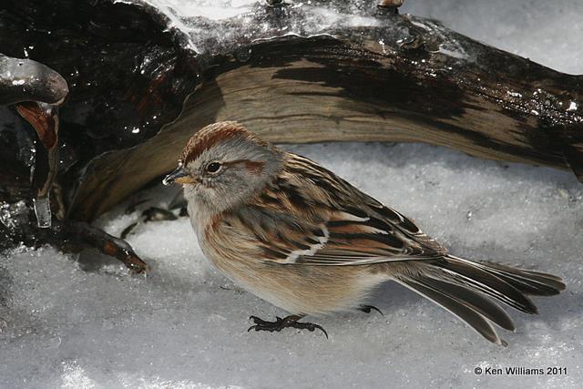 :American Tree Sparrow: