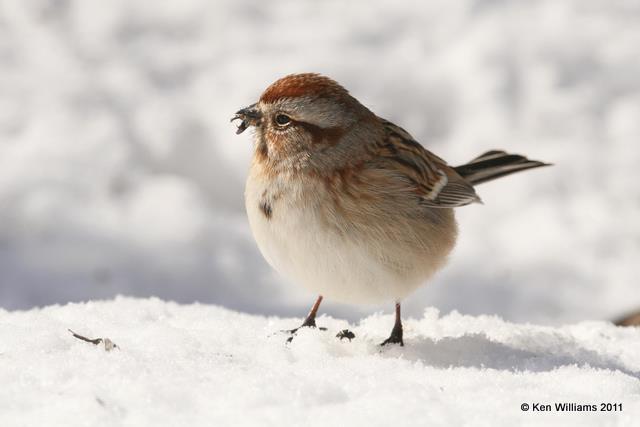 American Tree Sparrow, Owasso Yard, Rogers Co, OK, 2-10-11, Ja 5030.jpg