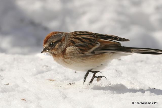 American Tree Sparrow, Owasso Yard, Rogers Co, OK, 2-10-11, Ja 5041.jpg