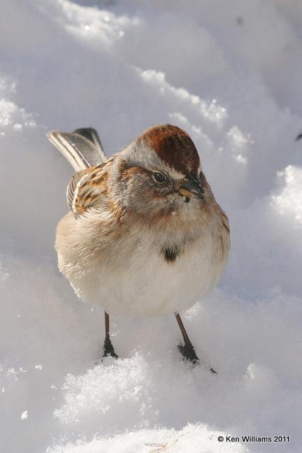 American Tree Sparrow, Owasso Yard, Rogers Co, OK, 2-10-11, Ja 5068.jpg