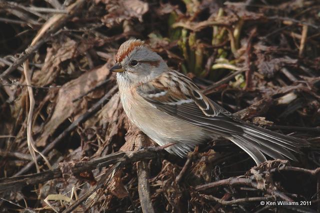 American Tree Sparrow, Salt Plains CBC, Alfalfa Co, OK 1-5-08 JL 0502.jpg