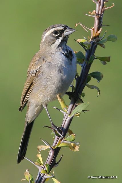 Black-throated Sparrow - 1st year, Mt. Lemmon, Tucson, AZ, 8-18-08 RL 7179.jpg