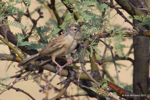Botteri's Sparrow, Madera Canyon, AZ, 8-14-09, RL 3241.jpg