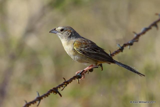 Botteri's Sparrow, Madera Canyon, AZ, 8-14-09, RL 3247.jpg