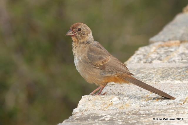 Canyon Towhee, Mt Lemon, AZ, 8-22-09, RL 2436.jpg