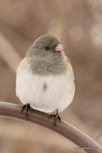 Dark-eyed Junco - Slate-colored subspecies, Owasso Yard, OK, 2-7-10, Ja 4906.jpg