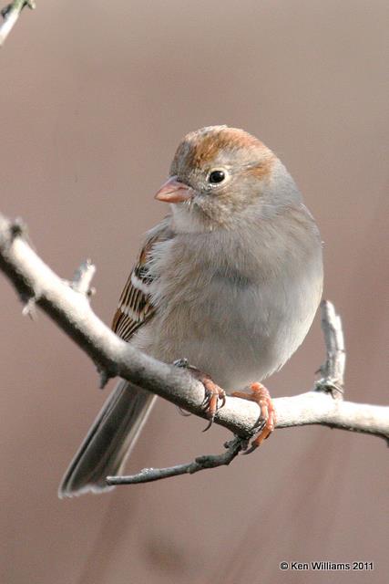 :Field Sparrow: