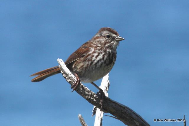 Song Sparrow, Oregon Coast, OR, 6-21-10, JL 2406.jpg