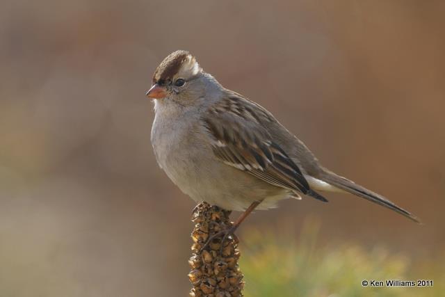 White-crowned Sparrow 1st winter, Owasso home, Rogers Co, OK 12-28-08 RL 3863.jpg