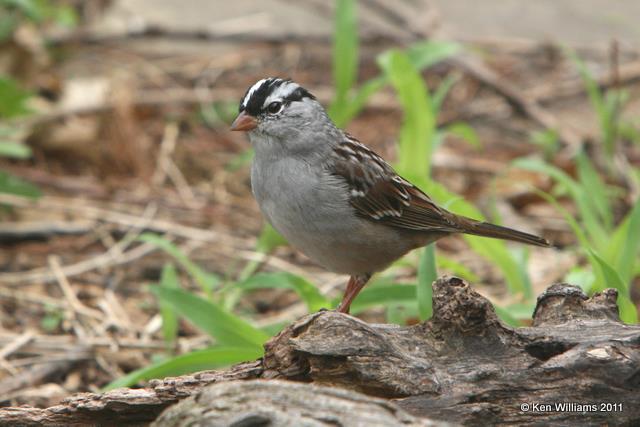 White-crowned Sparrow adult, Owasso Backyard, OK, 4-24-10, JL 0465.jpg