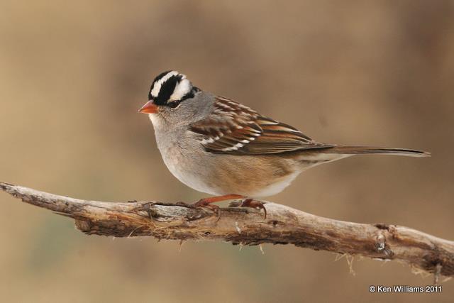 White-crowned Sparrow adult, Owasso Yard, OK, 2-7-10, Ja  5010.jpg