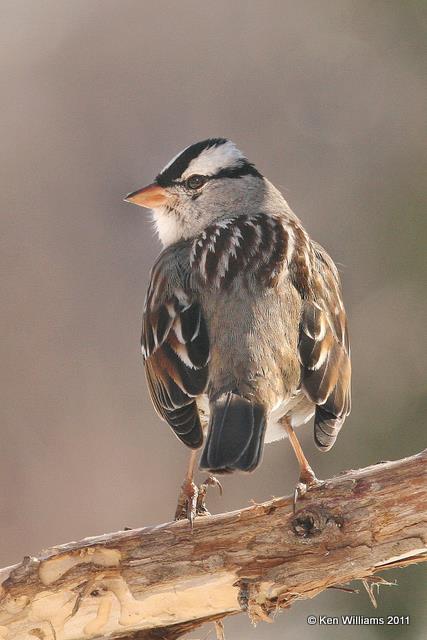 White-crowned Sparrow adult, Owasso Yard, Rogers Co, OK, 2-10-11, Ja 5213.jpg